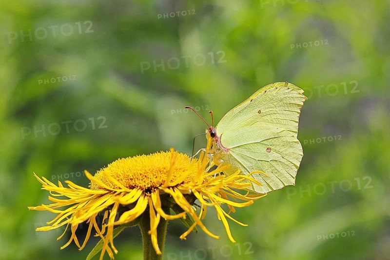 Lemon butterfly (Gonepteryx rhamny) on a yellow flower of a Great Telekie (Telekia speciosa), Wilnsdorf, North Rhine-Westphalia, Germany
