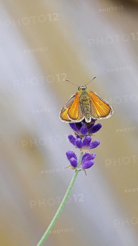 Large skipper (Ochlodes venatus), collecting nectar from a flower of Common lavender (Lavandula angustifolia), close-up, macro photograph, Wilnsdorf, North Rhine-Westphalia, Germany
