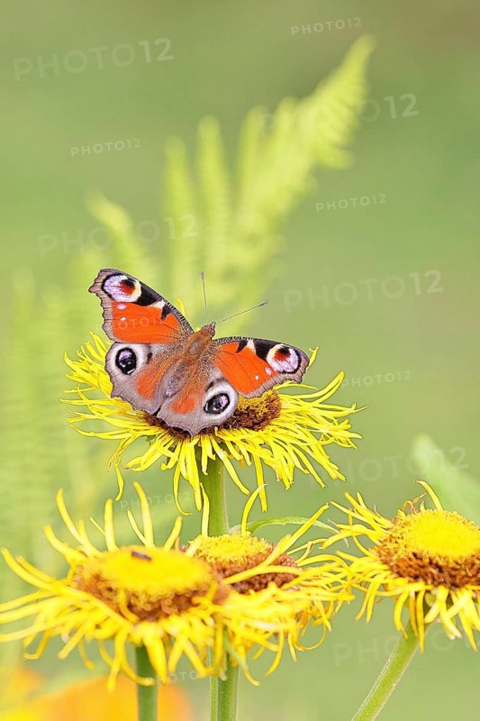 Peacock butterfly (Aglais io), on a yellow flower of a Great Telekie (Telekia speciosa), Wilnsdorf, North Rhine-Westphalia, Germany