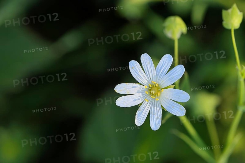 Greater stitchwort (Stella holostea), flowering in the forest, close-up, spring, Wilnsdorf, North Rhine-Westphalia, Germany