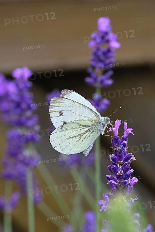 Cabbage butterfly (Pieris brassicae) female on a flower of true lavender (Lavandula angustifolia), close-up, Wilnsdorf, North Rhine-Westphalia, Germany