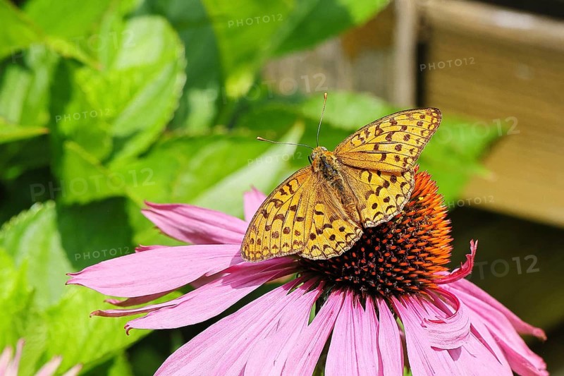 Emperor's Cloak (Argynnis paphia), sitting on a purple coneflower or red coneflower (Echinacea purpurea, Rudbeckia purpurea), Wilnsdorf, North Rhine-Westphalia, Germany