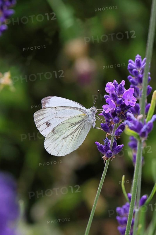 A Cabbage butterfly (Pieris brassicae) sucking nectar on the flower of true lavender (Lavandula angustifolia), in a natural environment in a garden, nice bokeh in the background, close-up, wildlife, insects, butterflies, butterflies, Wilnsdorf, North Rhine-Westphalia, Germany