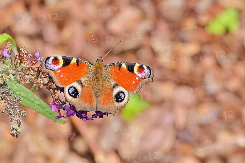 Peacock butterfly (Inachis io) sucking nectar on butterfly bush (Buddleja davidii), in a natural environment in the wild, close-up, wildlife, insects, butterflies, butterflies, Wilnsdorf, North Rhine-Westphalia, Germany