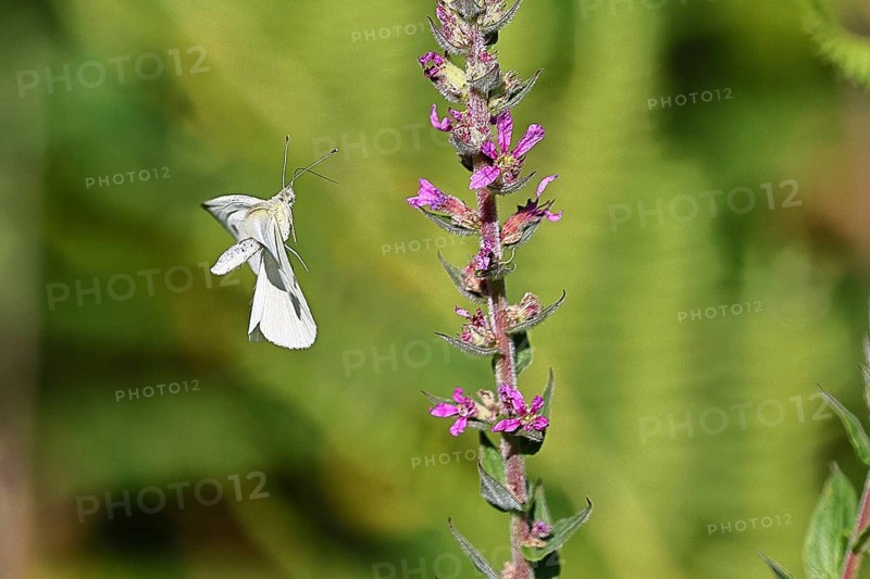 Lemon butterfly (Gonepteryx rhamni) landing on the flower of purple loosestrife (Lythrum salicaria), Wilnsdorf, North Rhine-Westphalia, Germany