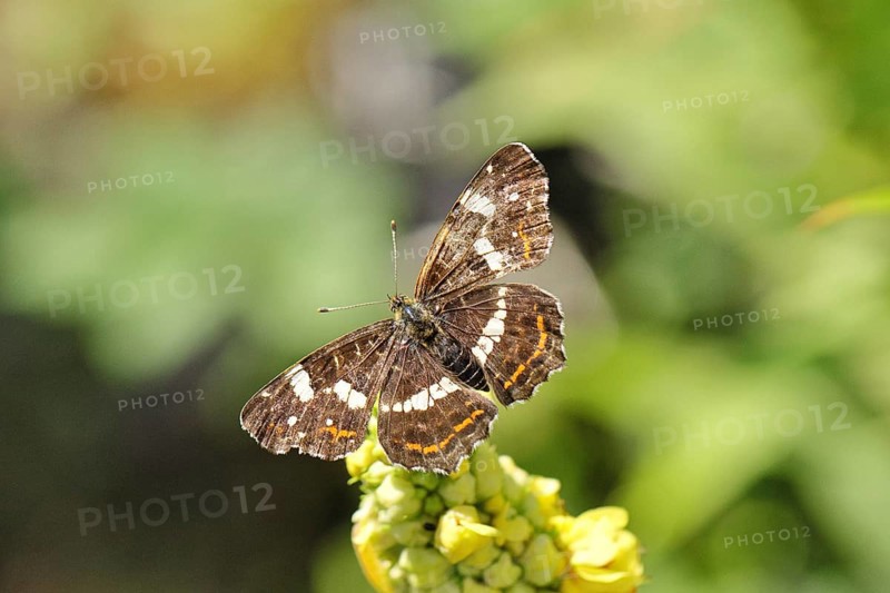 Land carder (Araschnia levana), summer generation, open wings, on a dark mullein (Verbascum nigrum), in a natural environment in the wild, close-up, wildlife, insects, butterflies, butterflies, Wilnsdorf, North Rhine-Westphalia, Germany