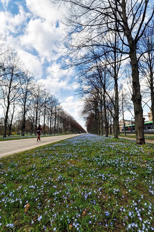 Blue stars, Scilla, walkers in the Herrenhäuser Allee, Georgengarten, Herrenhäuser Gärten, landscape garden, Cumulus, Hanover, Lower Saxony, Germany