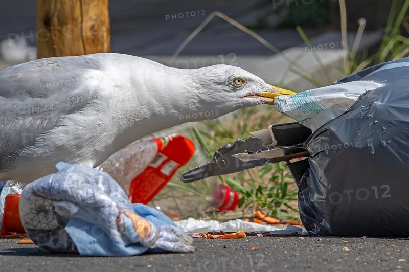 Bird nuisance by herring gull tearing up rubbish bag and feeding on trash, household refuse and garbage leaving a mess on street in coastal town