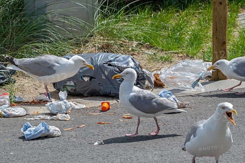 Bird nuisance by herring gulls tearing up rubbish bag and feeding on trash, household refuse and garbage leaving a mess on street in coastal town