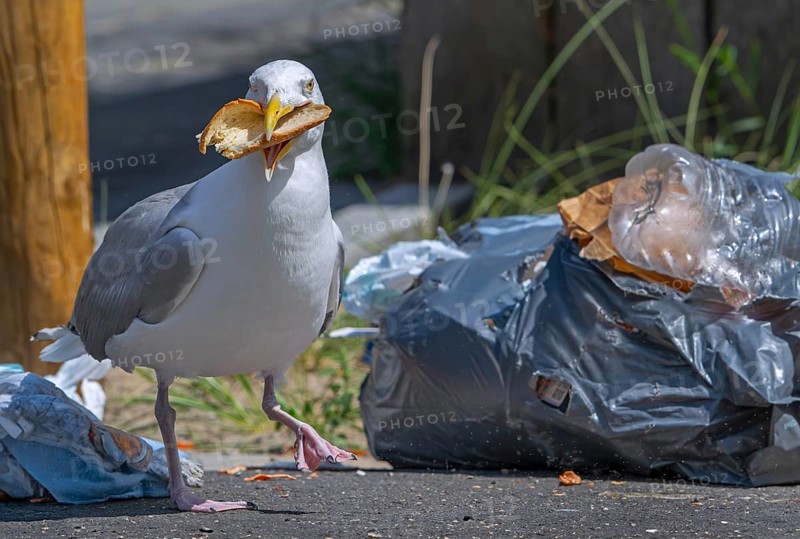Herring gull with bread in beak from rubbish bag, feeding on trash, household refuse and garbage leaving a mess on street in coastal town