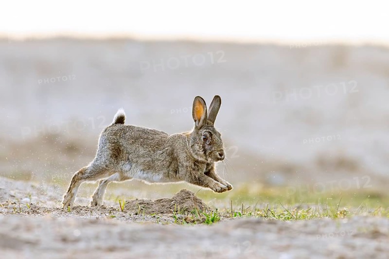 European rabbit, common rabbit (Oryctolagus cuniculus) running in the dunes at dawn in spring