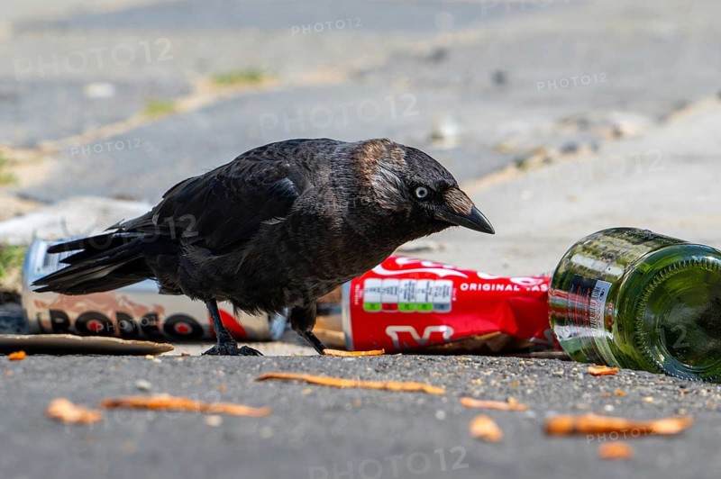 Western jackdaw (Coloeus monedula) looking for food among trash, discarded bottles and cans left on the street