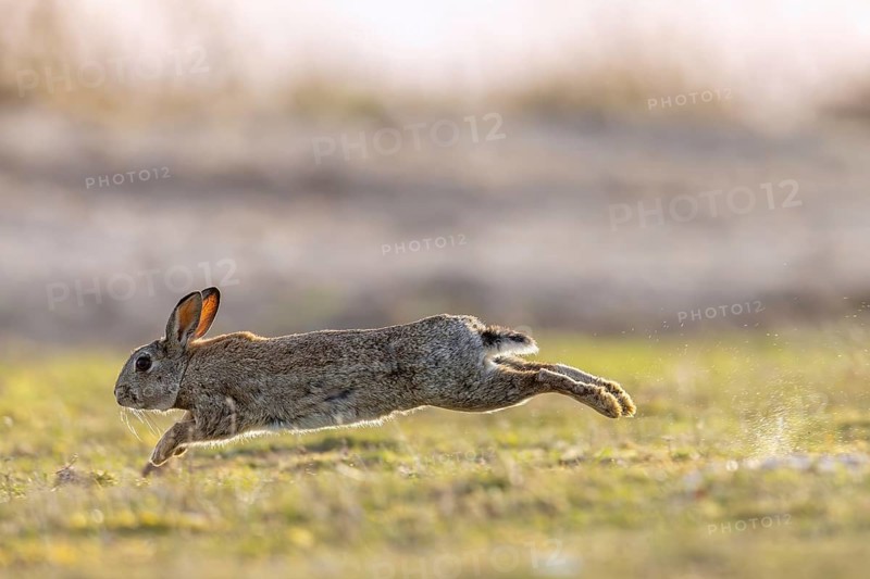 European rabbit, common rabbit (Oryctolagus cuniculus) running through wet grass in the dunes at dawn in spring