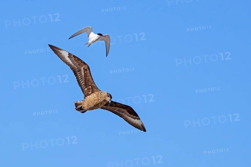 Great skua (Stercorarius skua) and tern in flight soaring against blue sky in summer