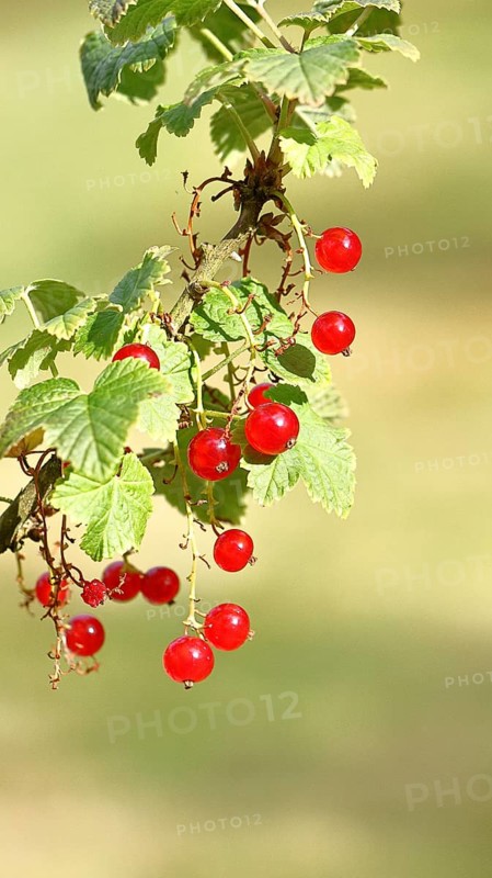 Redcurrant (Ribes rubrum), ripe berries on a bush in a garden, Wilnsdorf, North Rhine-Westphalia, Germany