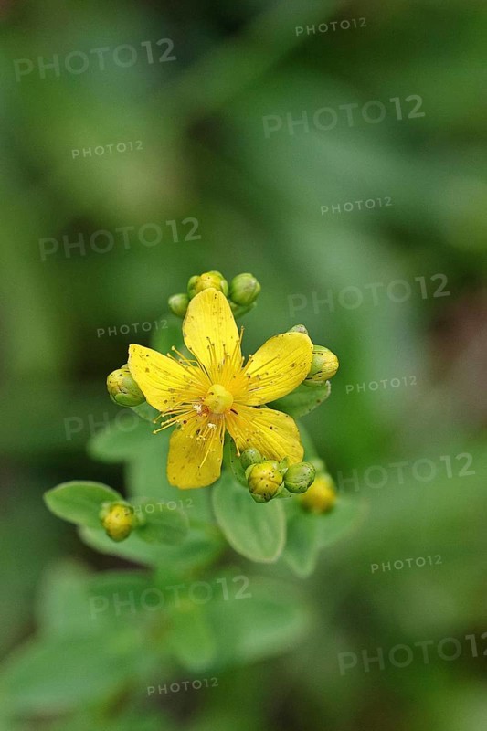 Common St John's wort (Hypericum perforatum), spotted St John's wort or common St John's wort (Hypericum perforatum), medicinal plant, flowering, Wilnsdorf, North Rhine-Westphalia, Germany