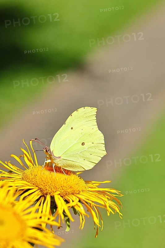 Lemon butterfly (Gonepteryx rhamny) on a yellow flower of a Great Telekie (Telekia speciosa), close-up, Wilnsdorf, North Rhine-Westphalia, Germany
