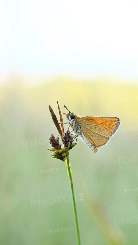 Large skipper (Ochlodes sylvanus, Augiades sylvanus), resting in the evening on a blade of grass in a meadow, close-up, macro photograph, Wilnsdorf, North Rhine-Westphalia, Germany