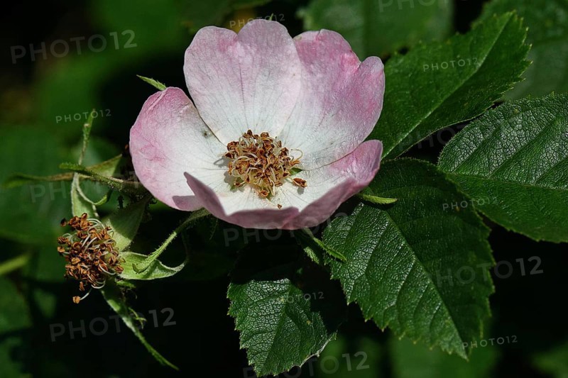 Dog rose (Rosa canina), wild rose, rose hip, blossom, Wilnsdorf, North Rhine-Westphalia, Germany