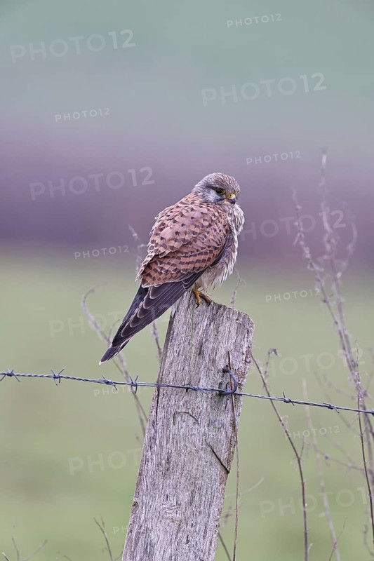 Kestrel (Falco tinnunculus), on a pasture fence post, Bieslicher Insel, Lower Rhine, North Rhine-Westphalia, Germany