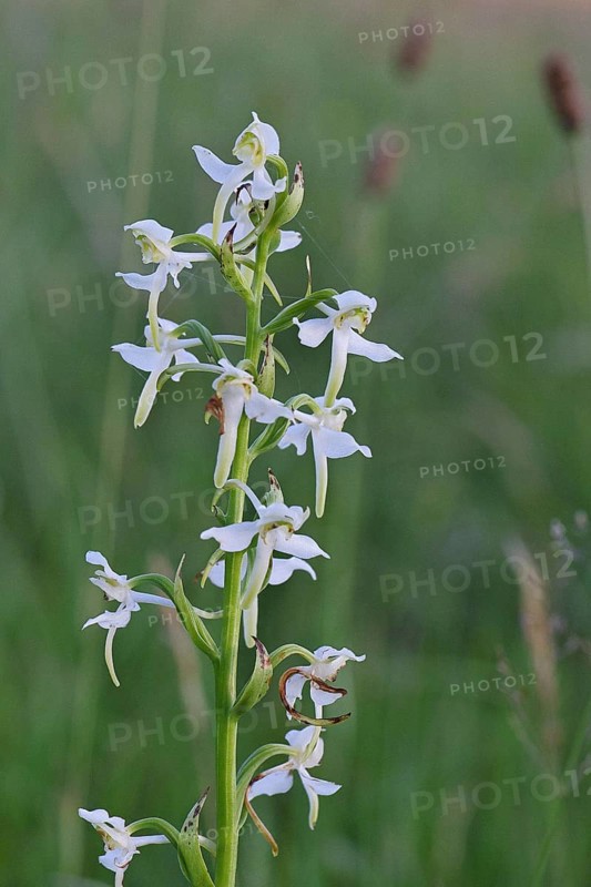 Greater butterfly-orchid (Platanthera chloranta), Orchid of the Year 2025, in a meadow, Wilnsdorf, North Rhine-Westphalia, Germany