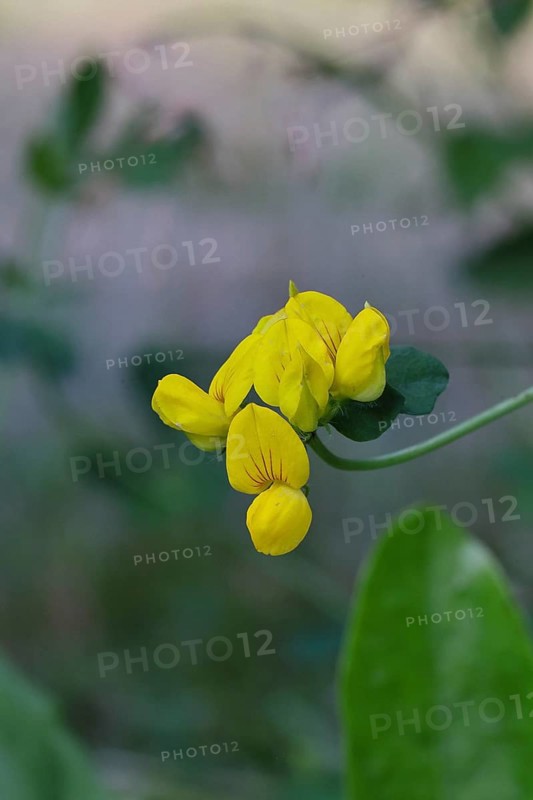 Bird's-foot Trefoil, Bird's-foot Trefoil (Lotus corniculatus), yellow flower in a meadow, Wilnsdorf, North Rhine-Westphalia, Germany