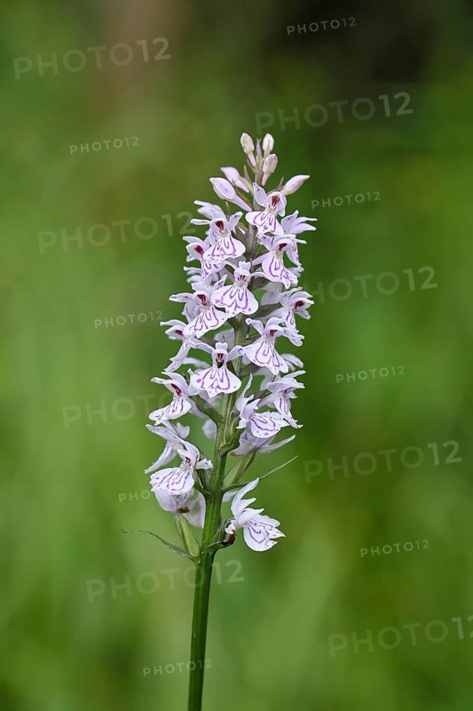 Moorland spotted orchid (Dactylorhiza maculata), inflorescence, close-up, Wilnsdorf, North Rhine-Westphalia, Germany