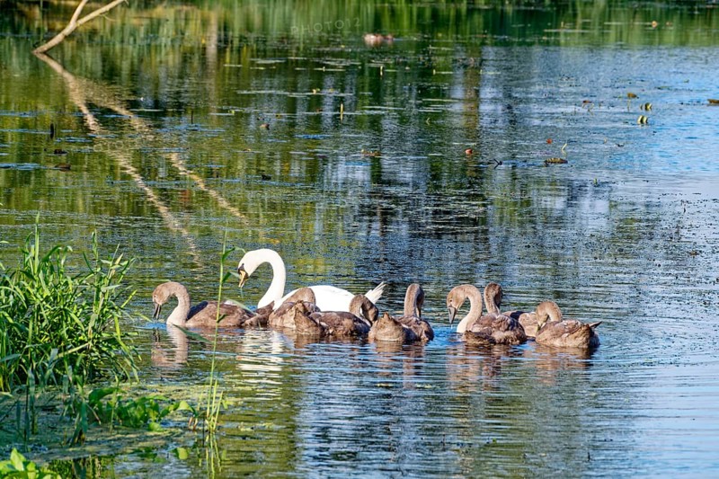 A swan with young on the River Trave in Brenner Moor. The Brenner Moor is a salt marsh, FFH area, in the Trave lowlands near Bad Oldesloe. Schleswig-Holstein, Germany