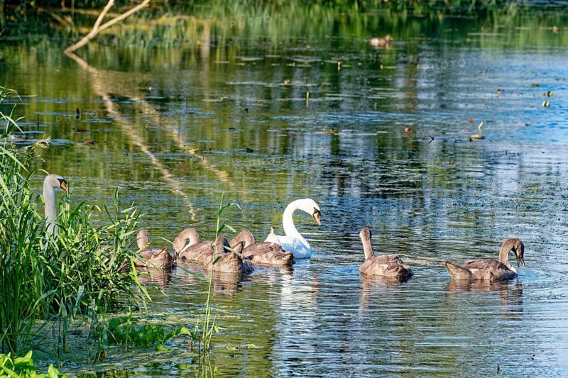 Two swans with young on the River Trave in Brenner Moor. The Brenner Moor is a salt marsh, FFH area, in the Trave lowlands near Bad Oldesloe. Schleswig-Holstein, Germany