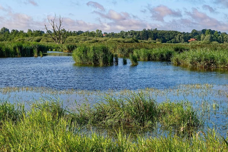 Water surface of the Trave in the Brenner Moor. The Brenner Moor is a salt moor, FFH area, in the Trave lowlands near Bad Oldesloe. Schleswig-Holstein, Germany