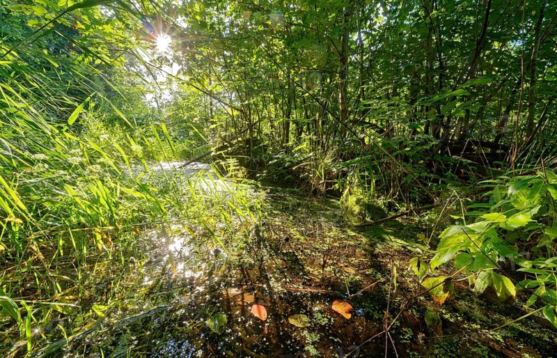 Moat and vegetation in the Brenner Moor. The Brenner Moor is a salt moor, FFH area, in the Traveniederung near Bad Oldesloe. Schleswig-Holstein, Germany