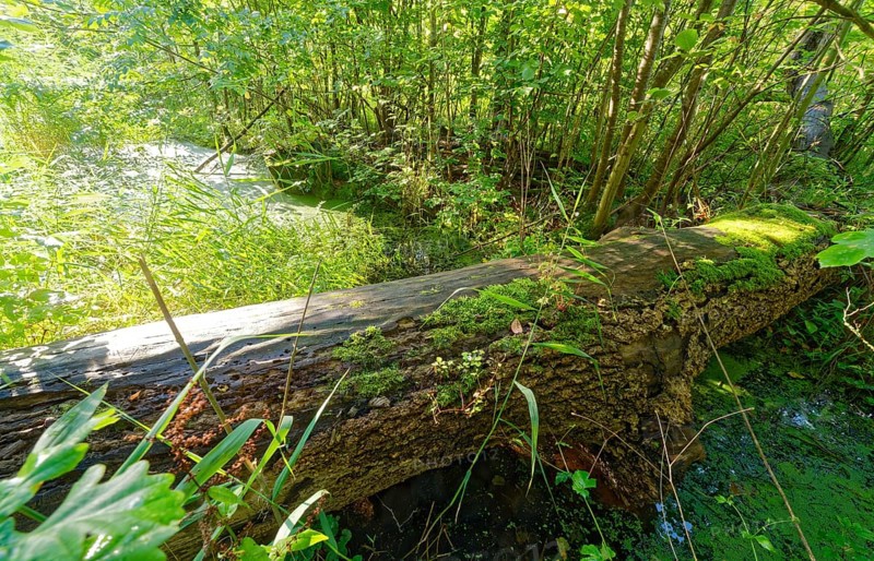 A decayed tree trunk overgrown with moss above a ditch in the Brenner Moor. The Brenner Moor is a salt moor, FFH area, in the Traveniederung near Bad Oldesloe. Schleswig-Holstein, Germany