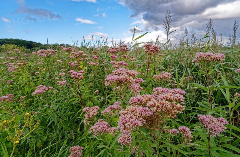 Purple-flowering water eupatorium (Eupatorium cannabinum), also known as Kunigkraut, in the Brenner Moor. The Brenner Moor is a salt moor, FFH area, in the Traveniederung near Bad Oldesloe. Schleswig-Holstein, Germany