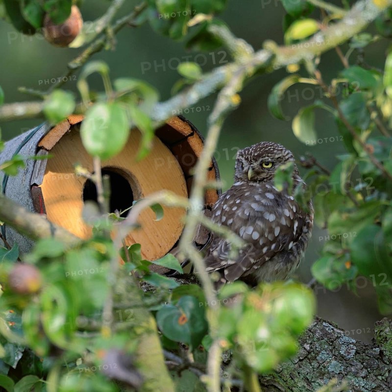 In front of the nesting tube... Little owl (Athene noctua) sits well hidden in front of a nesting aid, nesting tube in a pear tree and looks around, native nature, Lower Rhine, North Rhine-Westphalia, Rhineland, Germany, Western Europe