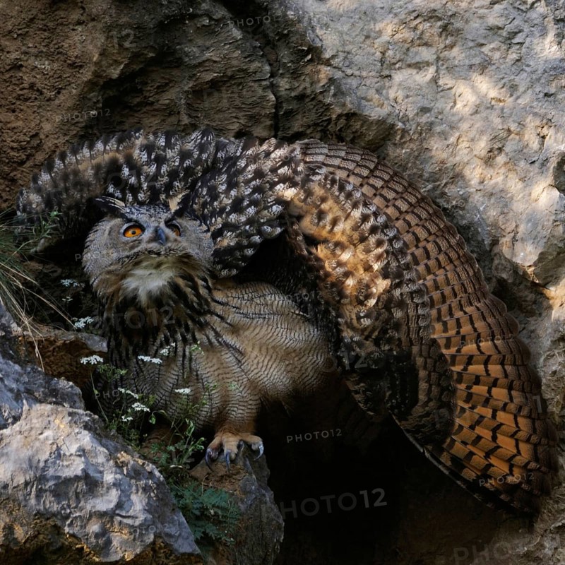 Defence posture... European Eagle Owl (Bubo bubo), young owl raises its wings to a wheel to appear larger and stronger to potential enemies, typical behaviour, native nature, Lower Rhine, North Rhine-Westphalia, Rhineland, Germany, Western Europe