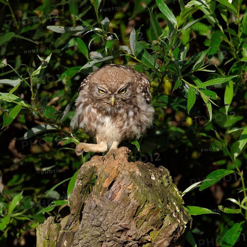 Here I am the boss... Little owl (Athene noctua), owl clenches its fist and bangs on the table, funny, meaningful picture, situation comedy, native nature, Lower Rhine, North Rhine-Westphalia, Rhineland, Germany, Western Europe