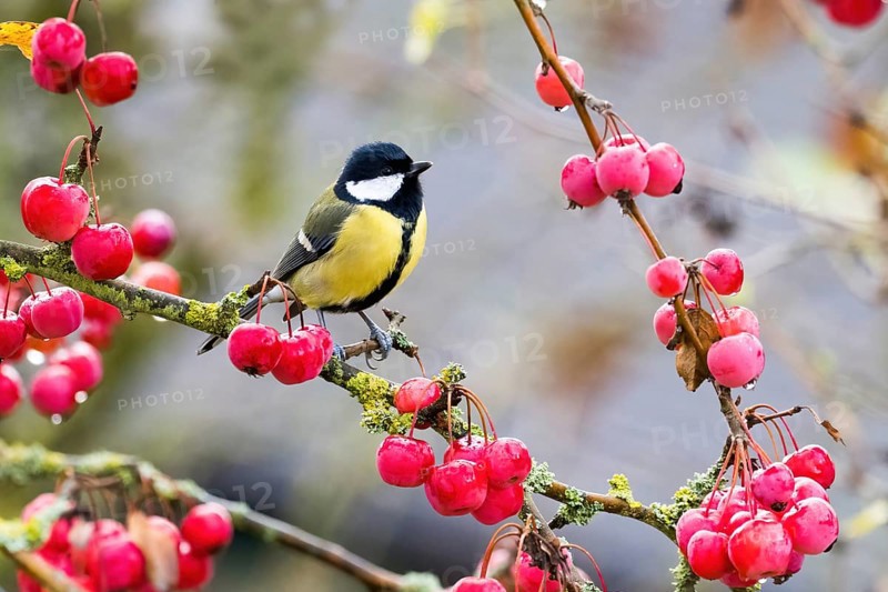 A great tit (Parus major) sits on a branch covered with red berries in an autumnal setting, Hesse, Germany