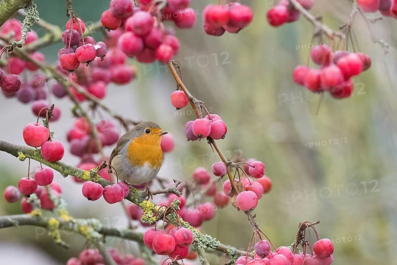 A robin (Erithacus rubecula) sits among bright red berries on a branch in natural surroundings, Hesse, Germany