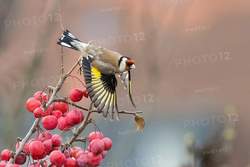 Departure of a goldfinch (Carduelis carduelis) from a branch with bright red berries, Hesse, Germany