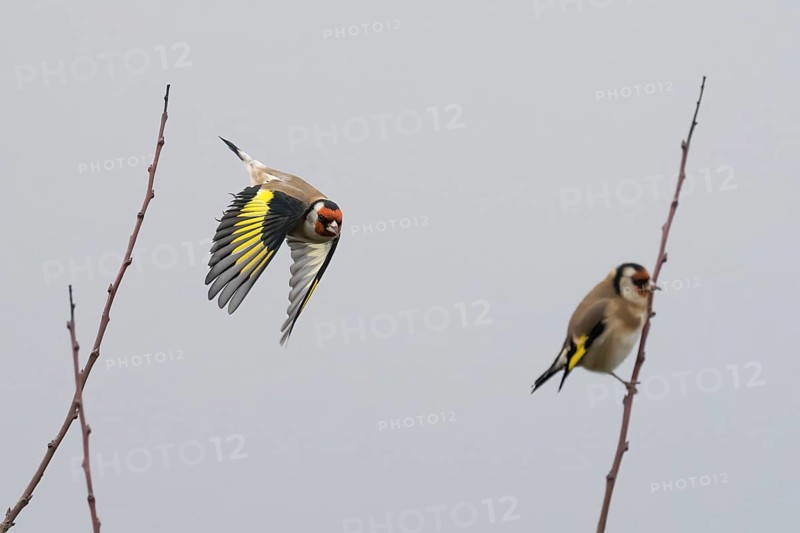 A goldfinch (Carduelis carduelis) flies next to a seated bird between sparse branches against a grey sky, Hesse, Germany