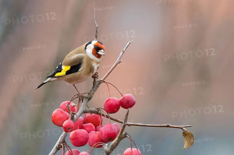 A goldfinch (Carduelis carduelis) sits on a branch with red berries against a blurred background, Hesse, Germany