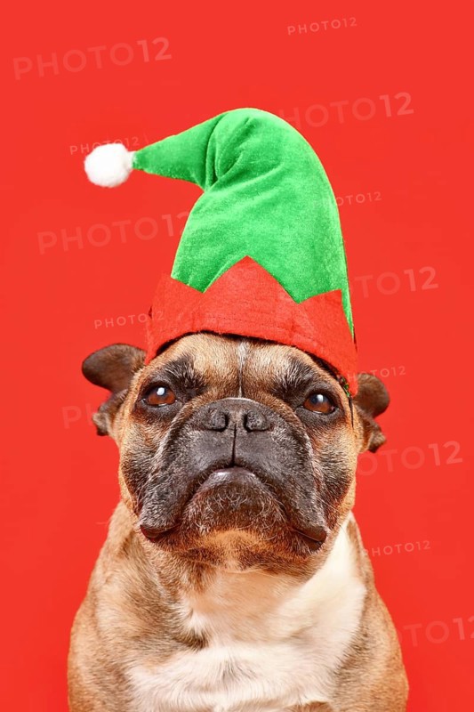 French Bulldog dog dressed up with Christmas elf costume hat in front of red background