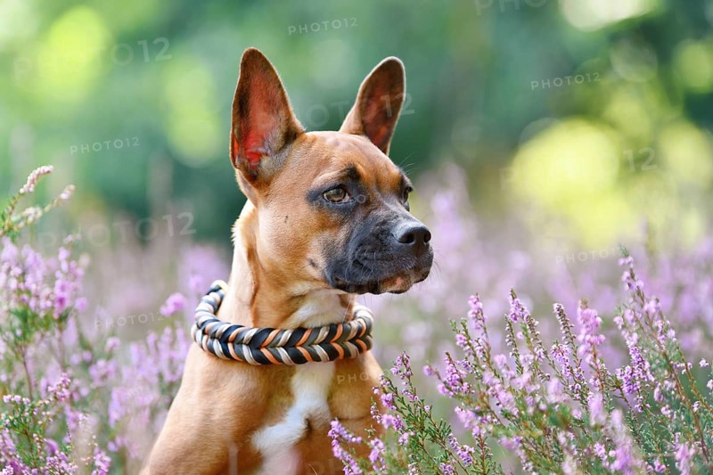 Dog with woven collar in purple blooming heather flower field during late summer
