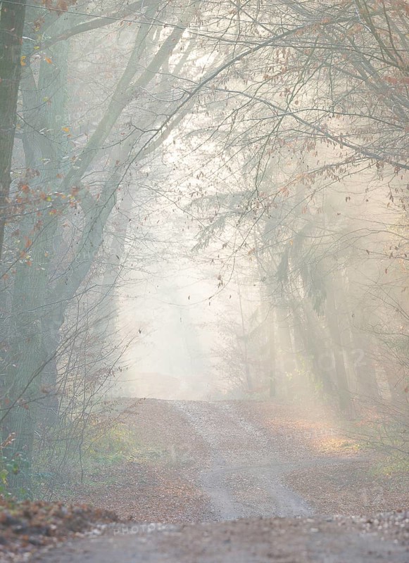 Light-flooded forest trail, fascinating rays of light, peaceful, mood, fog, glows, morning haze, morning sun, misty, forest, path, early fog, sunrays, light rays, natural, mixed forest, deciduous forest, autumnal, colored, leaves, crossroads, twisting, light bundle, forest floor, bright, friendly, lighting mood, sun, sunlight, morning, haze, natural forest, nature, colorful, atmospheric, mystical, magical, season, beauty, Lüneburg District, Lower Saxony, Germany