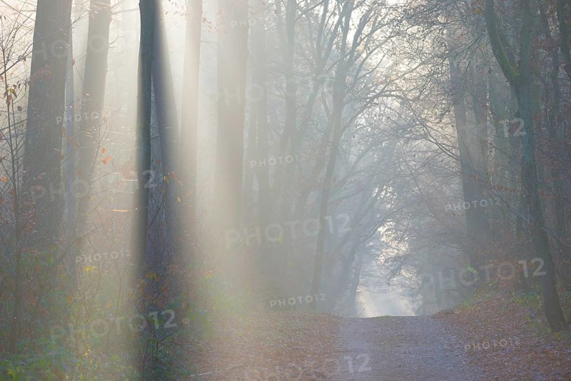 A light-flooded forest trail with fascinating rays of light, fog, lights, morning haze, morning sun, foggy, forest, path, morning mood, early fog, sunrise, sunbeams, rays of light, natural, mixed forest, deciduous forest, tall trees, avenue, shade, red beech, autumnal, coloured leaves, European beech (Fagus sylvatica), lighting mood, sun, sunlight, morning, haze, natural forest, nature, colorful, atmospheric, mystical, magical, season, beauty, Lüneburg district, Lower Saxony, Germany