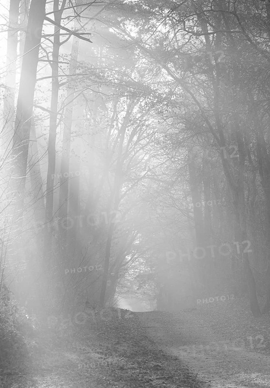 Misty forest trail in black and white, silence of a mystical landscape, light-flooded forest, path, light rays, peaceful, mood, fog, haze, morning sun, sun rays, natural, mixed forest, autumnal, colored, leaves, lighting mood, sun, sunlight, morning, haze, natural forest, nature, atmospheric, mystical, magical, season, beauty, symbol of farewell, death, Weg ins Licht, Death, Condolence, Lüneburg District, Lower Saxony, Germany