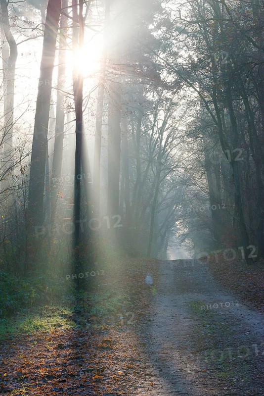 A light-flooded forest trail, fascinating rays of light, peaceful, atmosphere, fog, glows, morning haze, morning sun, foggy, forest, path, early fog, sunrays, light rays, natural, mixed forest, deciduous forest, red beech, shadow play, autumnal, coloured leaves, European beech (Fagus sylvatica), light spots, light mood, sun, sunlight, morning, haze, natural forest, nature, colorful, atmospheric, mystical, magical, season, beauty, Lüneburg district, Lower Saxony, Germany