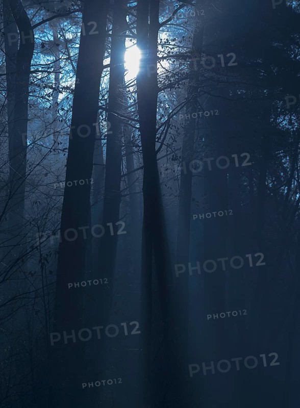 Mystical dark forest in shades of blue, fog flooded with moonlight, foggy, gloomy forest, silence, peace, frightening landscape, mood, haze, light, forest, rays of light, peaceful, glowing, mysterious, dark, dim, haze, twilight, moon, night, tall trees, shade, autumn, scary, Halloween, lighting mood, nature, atmospheric, mystical, magic, scary, season, symbol of horror, phobia, Lüneburg district, Lower Saxony, Germany
