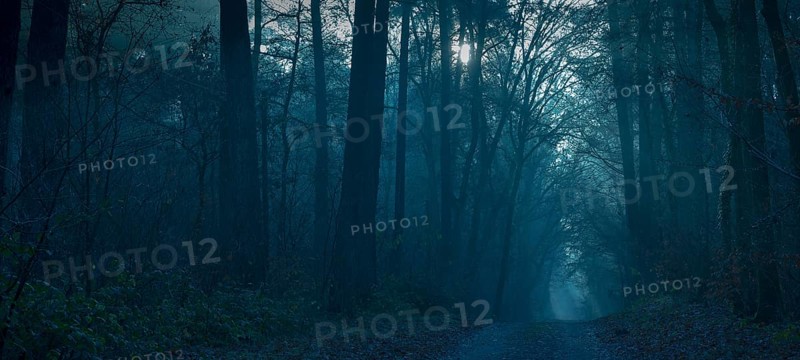 Mystical dark forest in shades of blue, fog, weak light, foggy, gloomy forest path, silence, frightening landscape, mood, hazy light, forest, path, light rays, peaceful, fog, glowing, mysterious, dim, haze, twilight, moonlight, moon, night, tall trees, shadow, autumn, scary, Halloween, lighting mood, darkness, creepy, nature, atmospheric, mystical, magical, season, symbol of horror, phobia, Lüneburg district, Lower Saxony, Germany