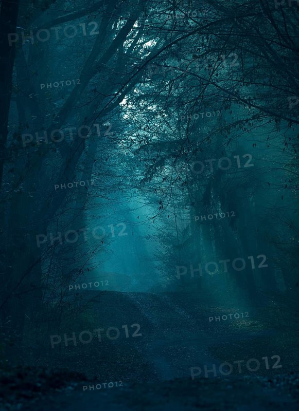 Mystical dark forest in shades of blue, fog, flooded with low light, foggy, gloomy forest path, silence, frightening landscape, mood, hazy light, path, rays of light, peaceful, fog, mysterious, dark, dim, haze, twilight, moonlight, moon, glow, night, tall trees, scary, shadow, darkness, autumn, scary, shadow, darkness, autumn, creepy, lighting mood, nature, atmospheric, mystical, magic, season, symbol horror, phobia, district of Lüneburg, Lower Saxony, Germany